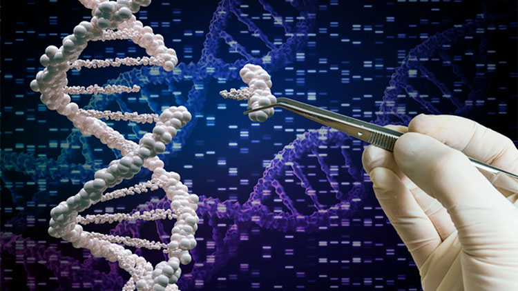 способ увеличить точность генного редактирования