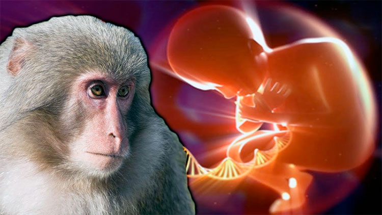 человеческие клетки в эмбрионе макаки