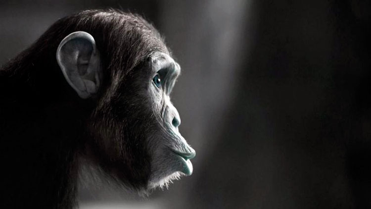 Ланкастер и ее коллеги уже смешали клетки человеческого мозга с клетками мозга шимпанзе, созданными из плаценты Ланкастер и ее коллеги уже смешали клетки человеческого мозга с клетками мозга шимпанзе, созданными из плаценты