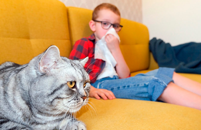 Генетики победили аллергию на кошек с помощью CRISPR