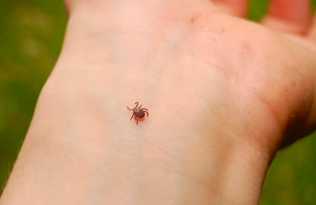Вакцина против клещей предотвратила болезнь Лайма