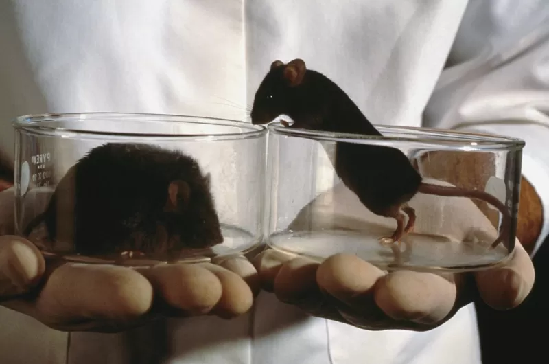 похудевшие мыши