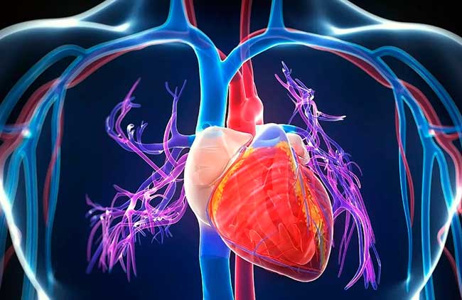 Кардиологи делают ставку на стволовые клетки