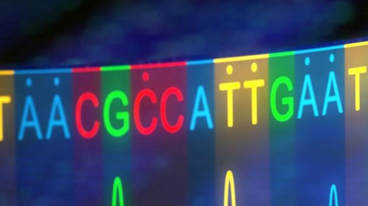 Эмбрион человека вылечили при помощи коррекции ДНК
