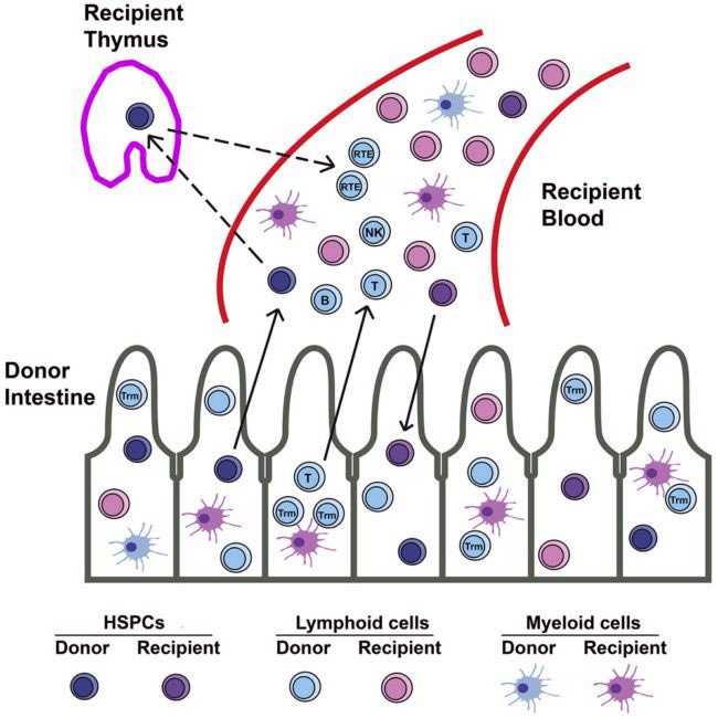 место продукции кровяных клеток