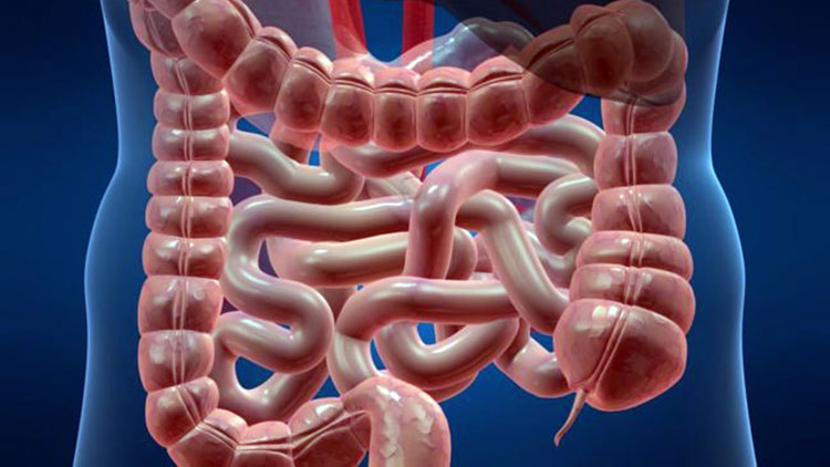 Открыто новое место зарождения клеток крови в человеческом организме