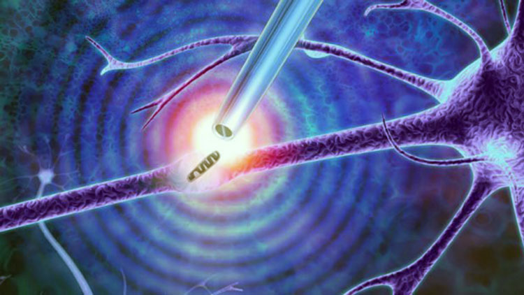 Нанопинцеты позволят ученым проводить биопсию живых клеток