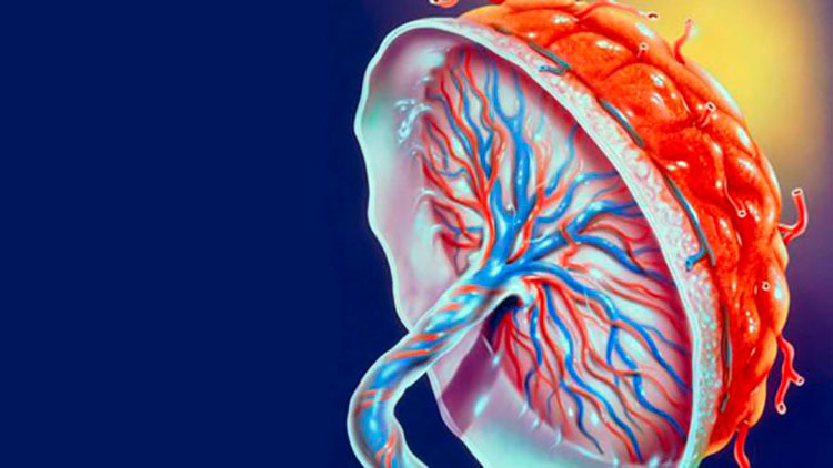 Ученые впервые в истории вырастили искусственную плаценту