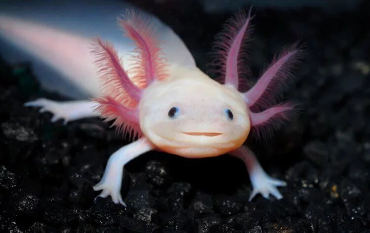 Саламандры