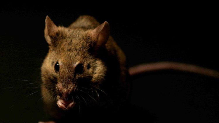 созданы капли для ночного зрения