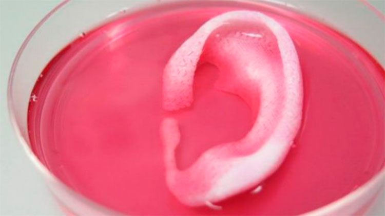 Созданные путем 3D-печати органы заставили приживаться